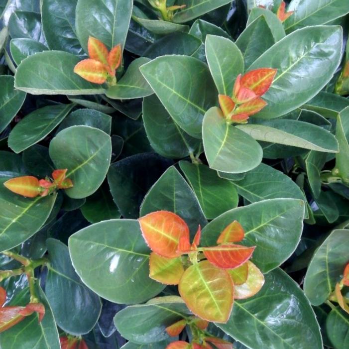 JADE TURTLE™ CHERRY LAUREL