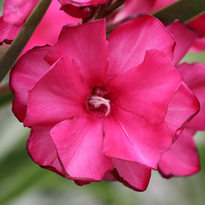 ¡OLÉ!® BICOLOR OLEANDER