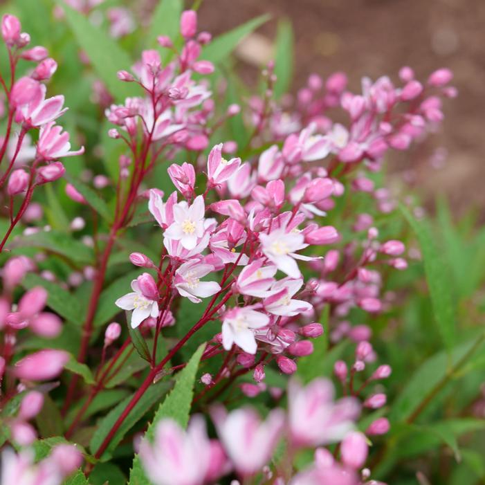 YUKI CHERRY BLOSSOM® 2.0 DEUTZIA