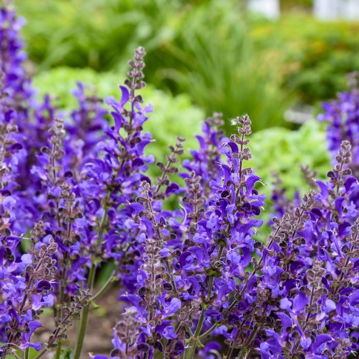 LIVING LARGE® DARK SKY SALVIA