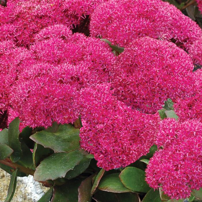 PARTY HARDY™ BIRTHDAY PARTY SEDUM