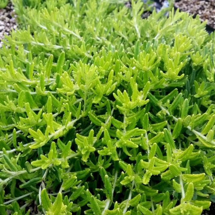 GOLD 'N SAPPHIRES LITHODORA