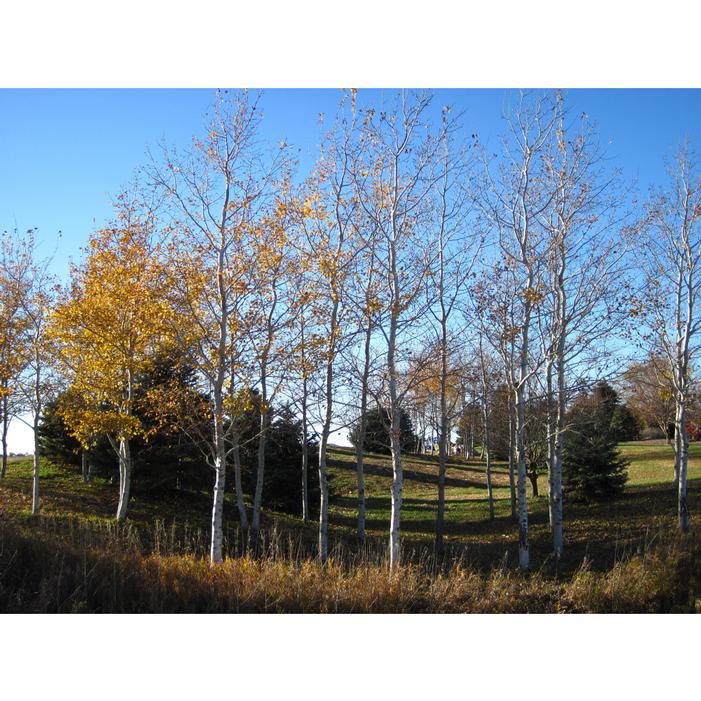 PRAIRIE GOLD® ASPEN