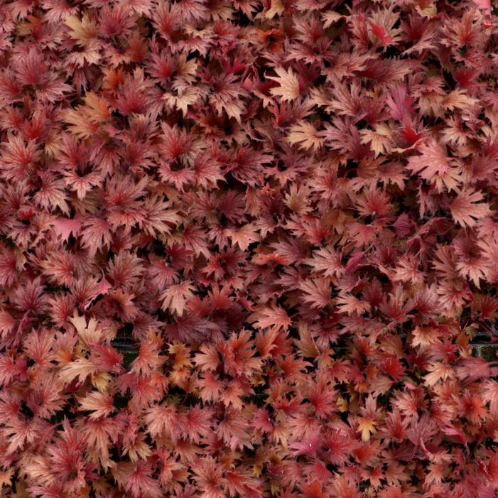 Image property of and used with permission from TERRA NOVA® Nurseries, Inc.