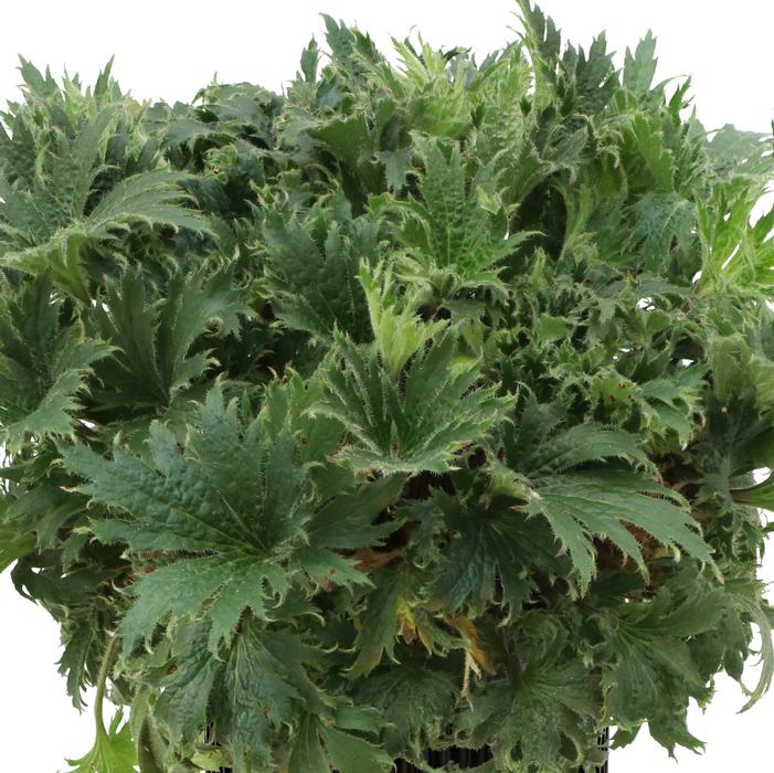 Heuchera coccineum 'Jadeite'