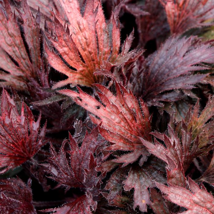 Heuchera villosa 'Rhodonite'