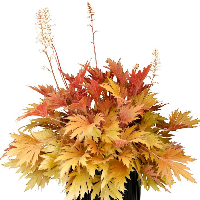 Heuchera villosa 'Amber'