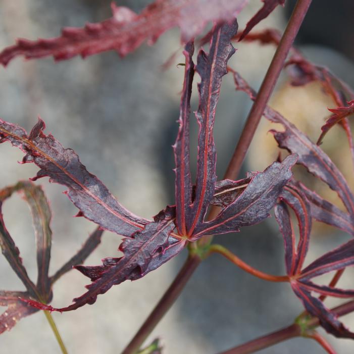 Acer palmatum 'Beni Shi En'
