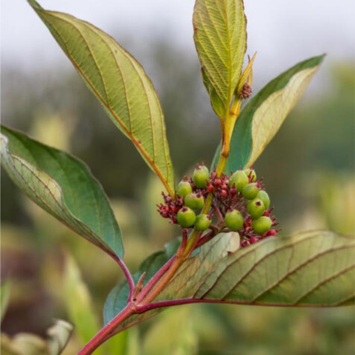 Cornus alba 'Veerpaalen3'