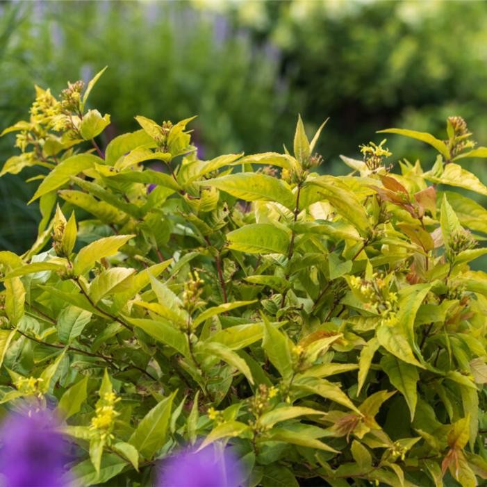 Diervilla splendens 'Baildierone'