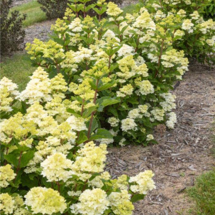 Hydrangea paniculata 'Bailpanthree'
