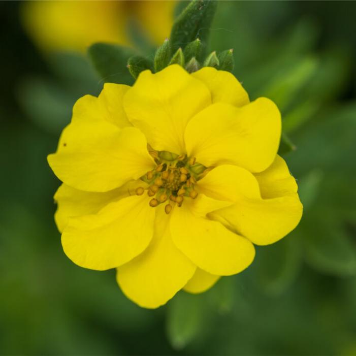 Potentilla fruticosa 'Bailpine'