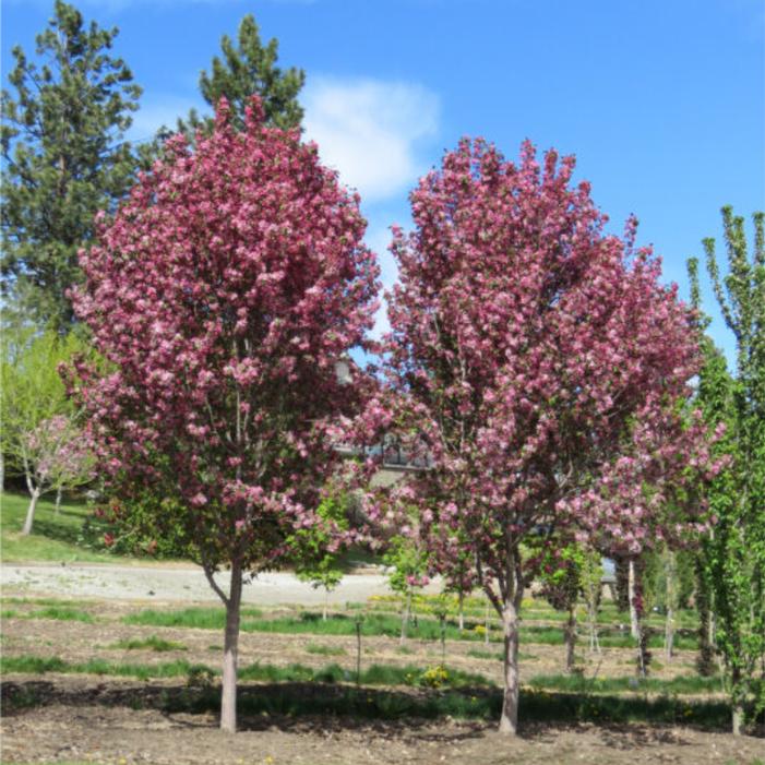Malus x 'Durlawrence'