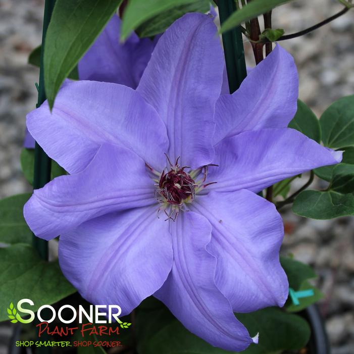RAMONA CLEMATIS