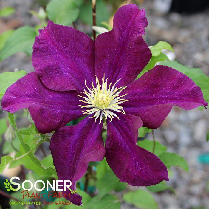 WARSAW NIKE CLEMATIS
