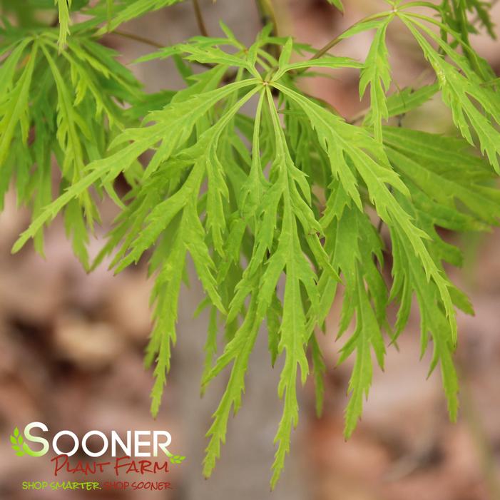 VIRIDIS WEEPING JAPANESE MAPLE