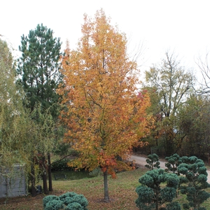 GOLD DUST SWEETGUM