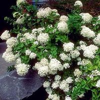 PEE GEE HYDRANGEA