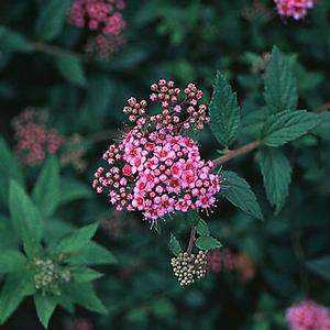 DAPHNE SPIRAEA