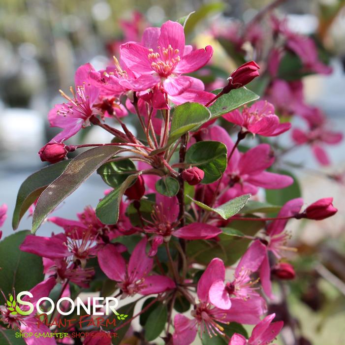 ROBINSON CRABAPPLE