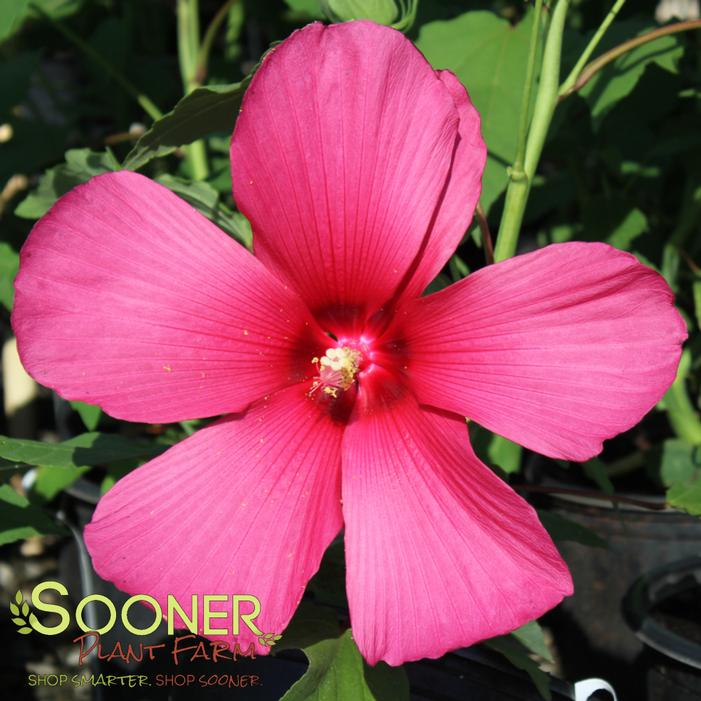 © Sooner Plant Farm, Inc. All rights reserved.