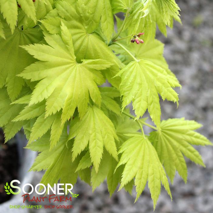 GOLDEN FULL MOON UPRIGHT JAPANESE MAPLE