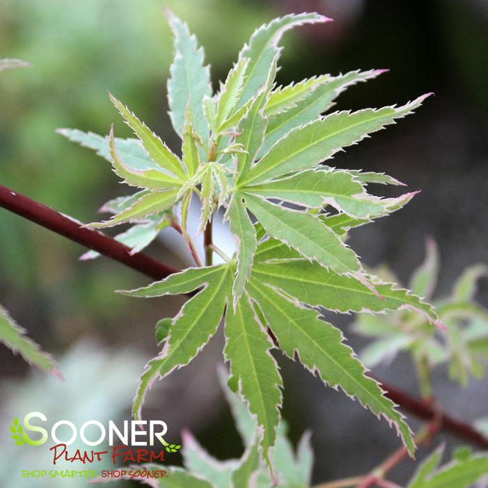 KAGIRI NISHIKI UPRIGHT JAPANESE MAPLE