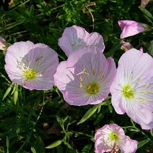 TWILIGHT EVENING PRIMROSE