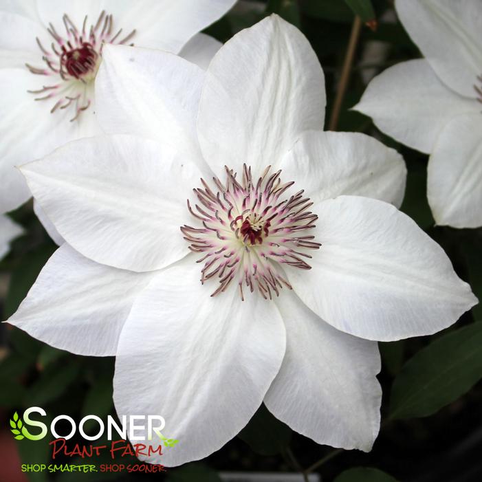 MISS BATEMAN CLEMATIS