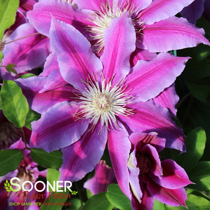 DR. RUPPEL CLEMATIS