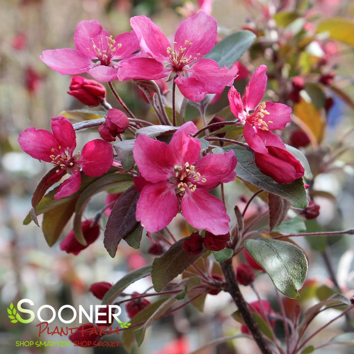 PRAIRIFIRE CRABAPPLE