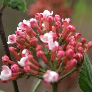 SPICE GIRL® KOREAN SPICE VIBURNUM