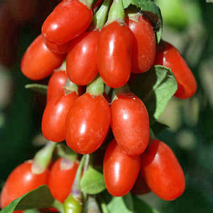 BIG LIFEBERRY® GOJI BERRY