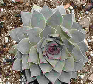 BLACK HENS & CHICKS