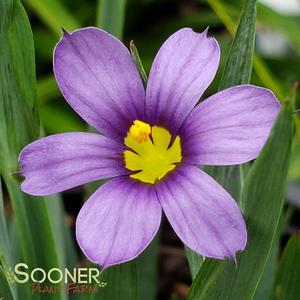 LUCERNE BLUE-EYED GRASS