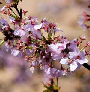 SPRING WONDER™ SARGENT CHERRY
