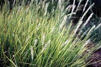 AUTUMN MOOR GRASS