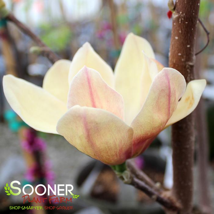 SUNSATION MAGNOLIA