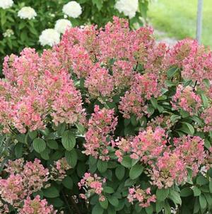 LITTLE QUICK FIRE® HYDRANGEA