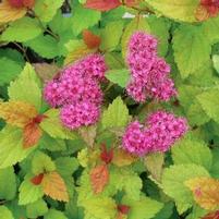 LIGHTHEARTED® SPIRAEA
