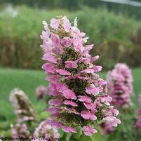 GATSBY PINK® OAKLEAF HYDRANGEA