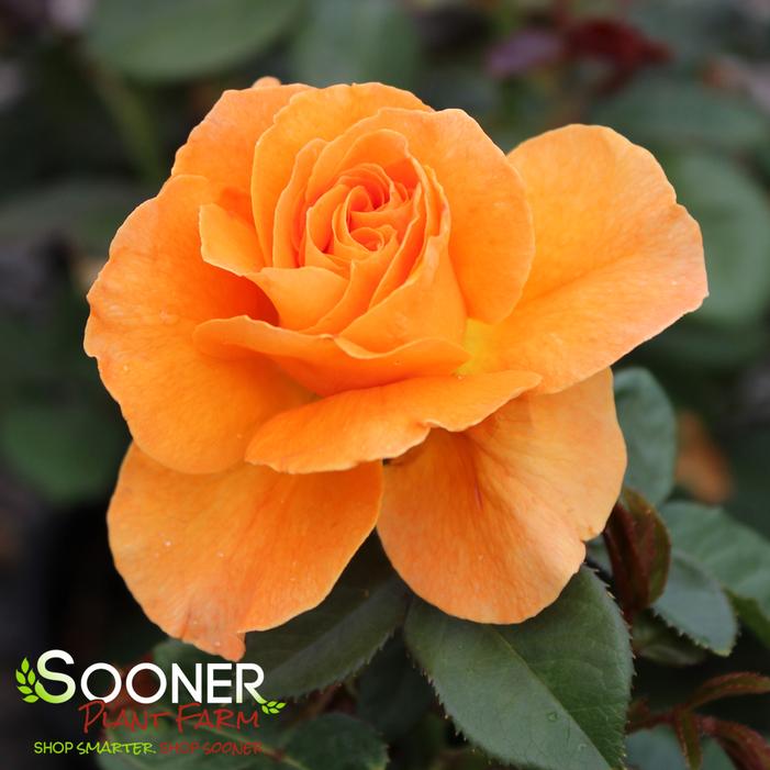 VAVOOM™ FLORIBUNDA ROSE
