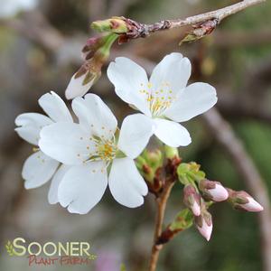 WEEPING YOSHINO FLOWERING CHERRY