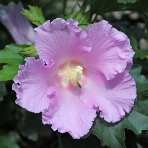 POLLYPETITE® DWARF ALTHEA