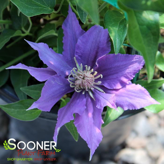 BIJOU™ CLEMATIS