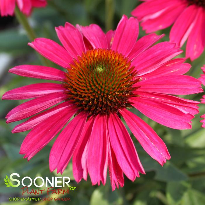 KISMET® RASPBERRY CONEFLOWER