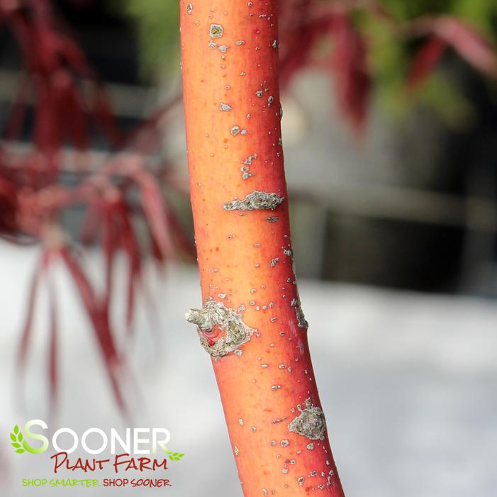 BENI KAWA CORAL BARK UPRIGHT JAPANESE MAPLE