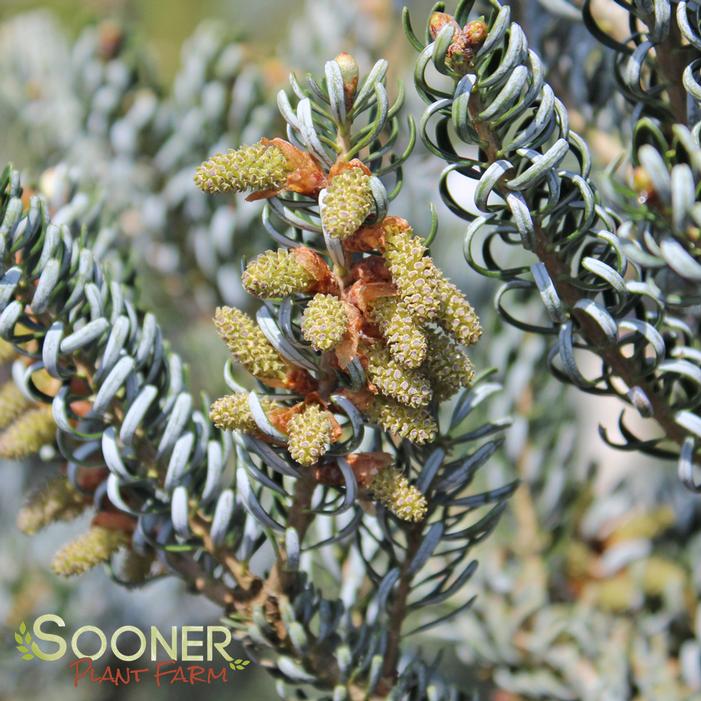 HORSTMANN'S SILBERLOCKE KOREAN FIR