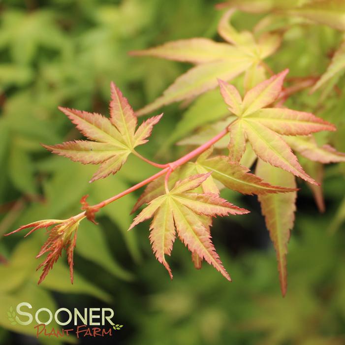 KATSURA UPRIGHT JAPANESE MAPLE