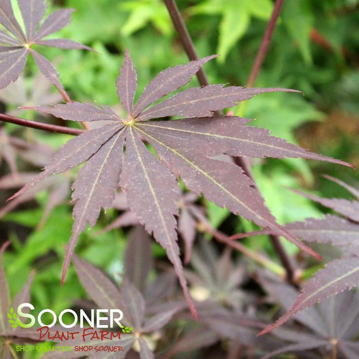 SUMINAGASHI UPRIGHT JAPANESE MAPLE